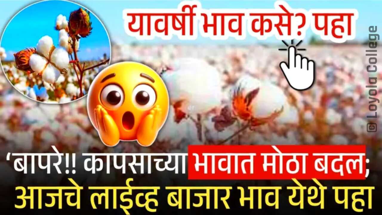बापरे! कापसाच्या भावात मोठा बदल; यावर्षी भाव कसा राहील? आजचे लाईव्ह बाजार भाव पहा Cotton Rate Today