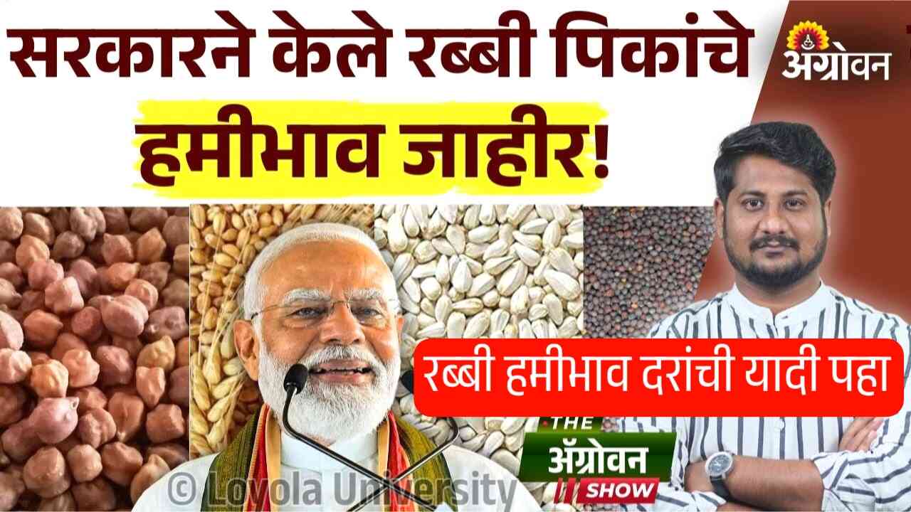 रब्बी पिकांचे हमीभाव नवीन जाहीर; नवीन दरांची यादी पहा Rabi MSP Hike List