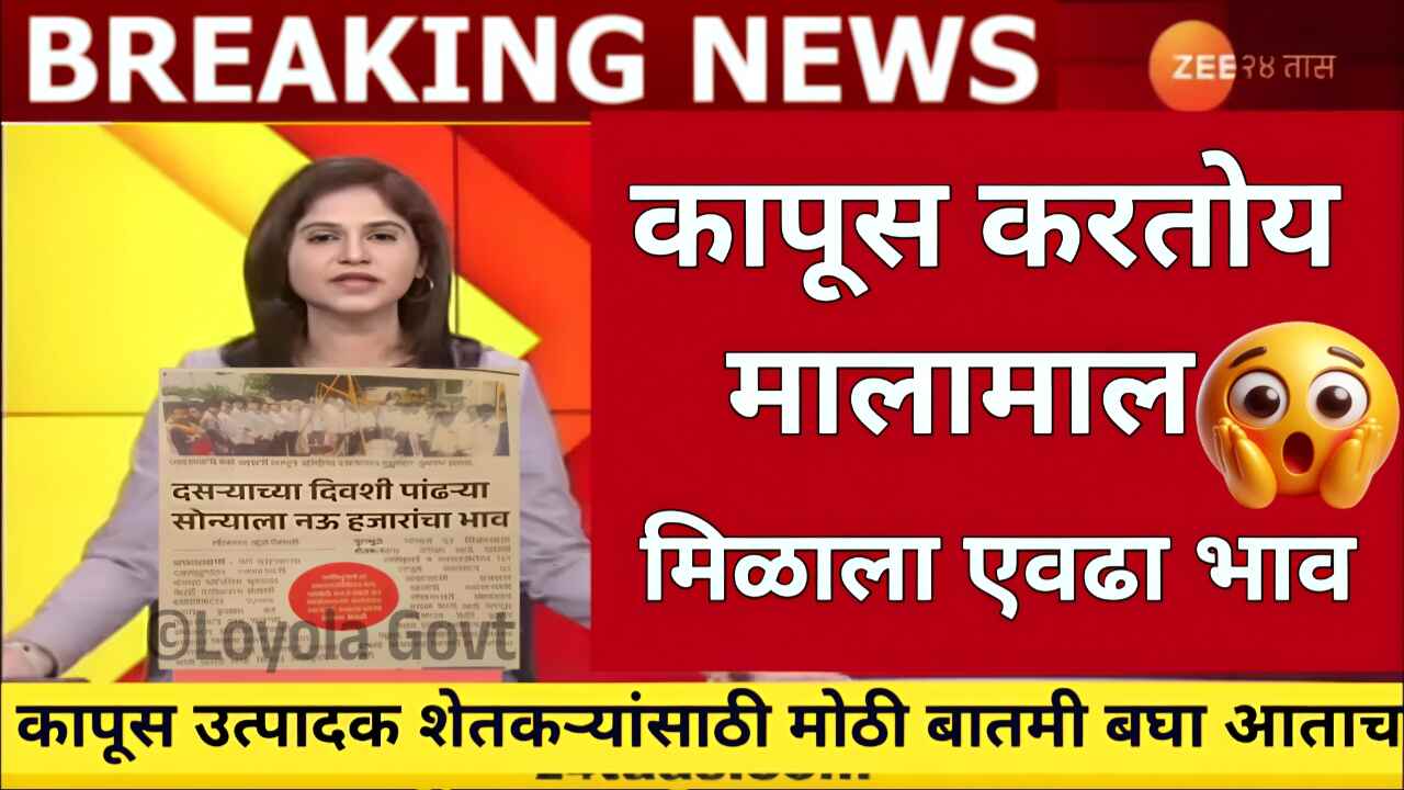 कापूस बाजारभावात मोठी वाढ: यावर्षी दर कशी राहणार? आजचे लाईव्ह बाजार भाव पहा Cotton Price Today
